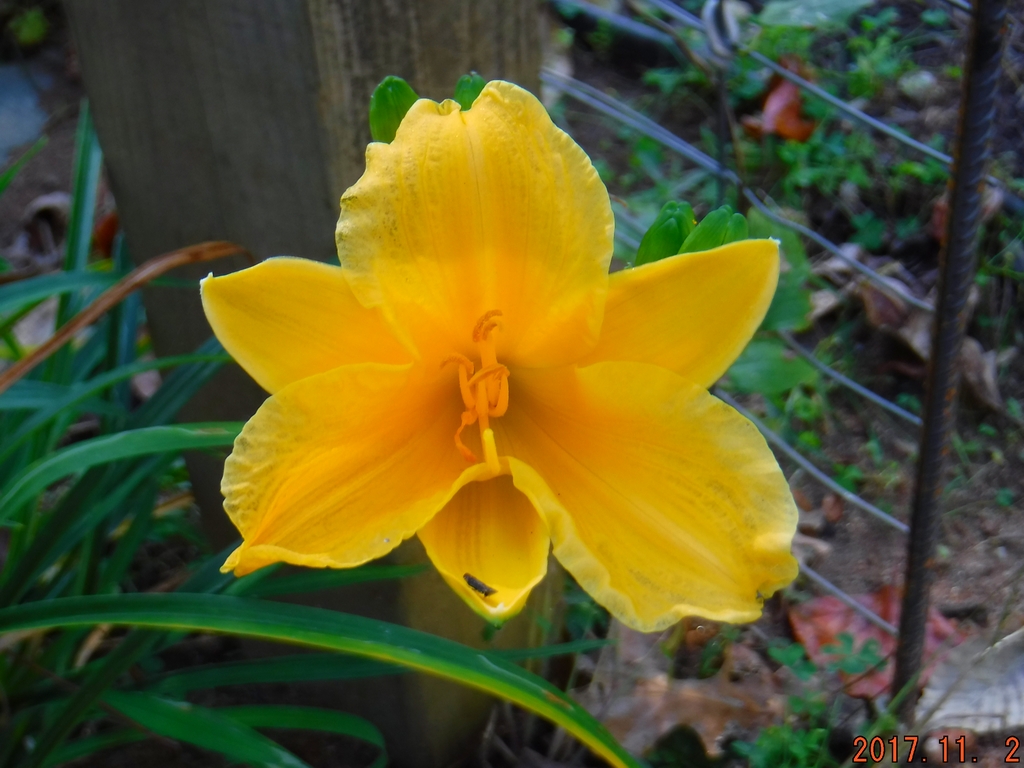 Stella D'Oro Daylily